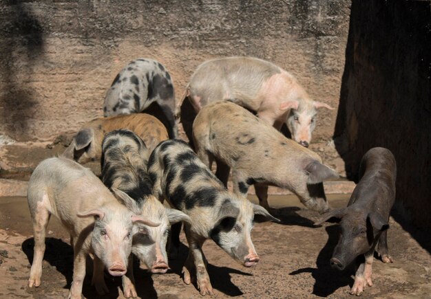 Babyschweine neben ihrer Mutter auf dem Stallhof Babyschweine in verschiedenen Farben