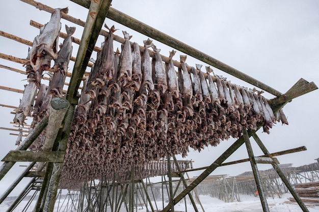 Bacalao sin cabeza secado en bastidores de madera en invierno