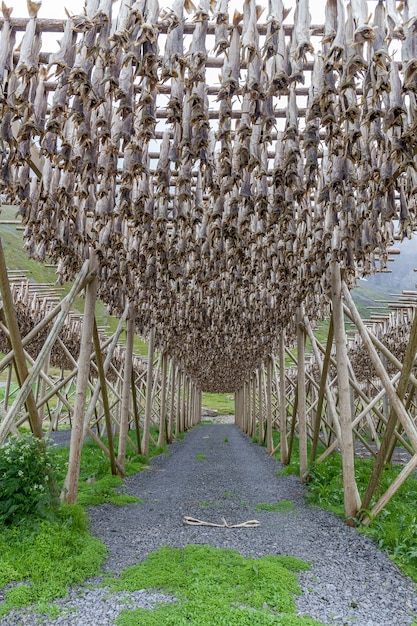 Bacalhau secando em prateleiras de madeira tradicionais nas Ilhas Lofoten, Noruega, Europa