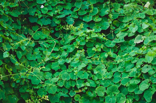 Bacgground de hoja verde, muchos antecedentes de hojas