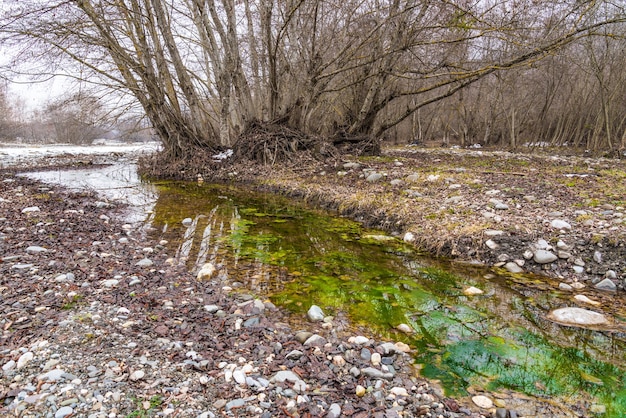 Bach im Frühlingswald