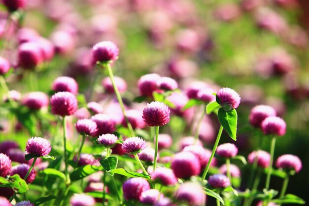 Bachelor's ButtonGlobeamaranth-Blumen mit weichem Hintergrund