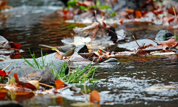 Bachstelze auf der Suche nach Nahrung im Herbstlaub