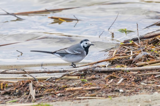 Bachstelze ein kleiner Vogel mit Schwarz und Weiß