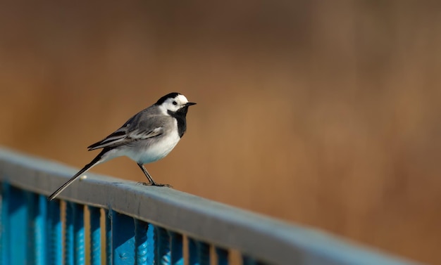 Bachstelze Motacilla alba Der Vogel sitzt auf dem Geländer der Brücke über den Fluss