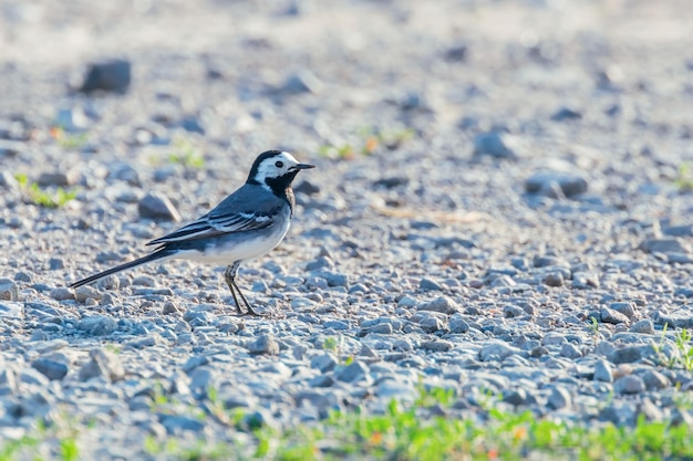 Bachstelze (Motacilla alba) Süßer kleiner Vogel