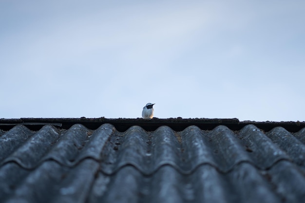 Bachstelze, Motacilla alba zu Fuß auf einem Dach, Einsamkeitskonzept