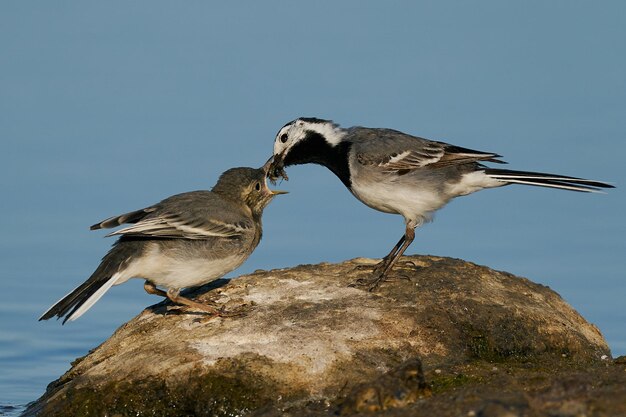 Bachstelze Motacilla alba