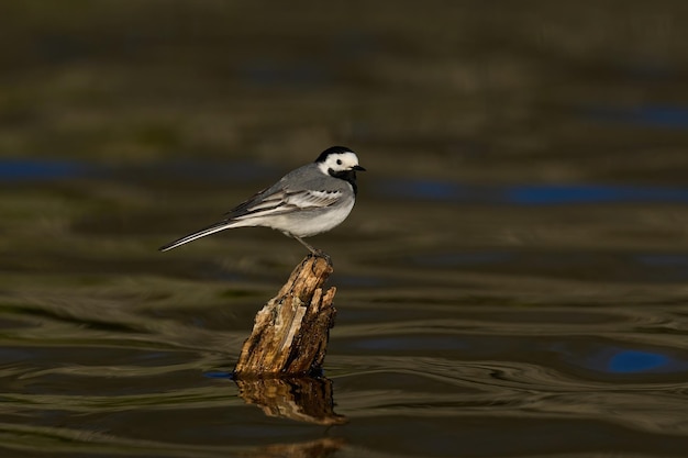 Bachstelze Motacilla alba