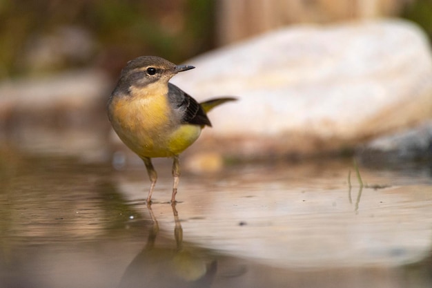 Bachstelze Motacilla Cinerea Malaga Spanien