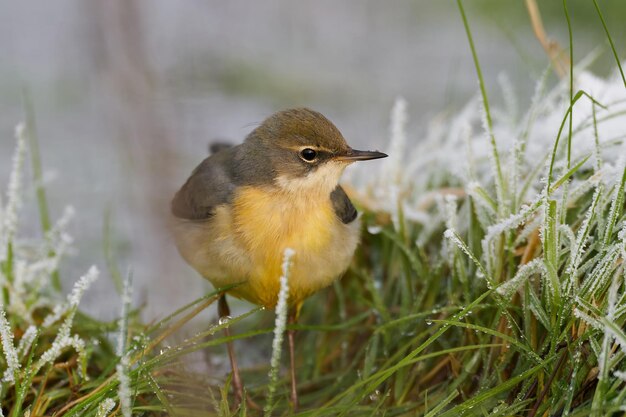 Bachstelze Motacilla cinerea