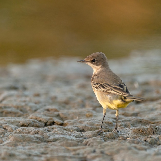 Bachstelze Vogel Motacilla flava hautnah