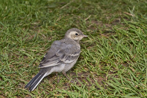 Bachstelzenküken krochen aus dem Tierheim und gingen den Gartenweg entlang