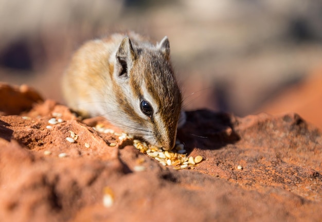 Backenhörnchen