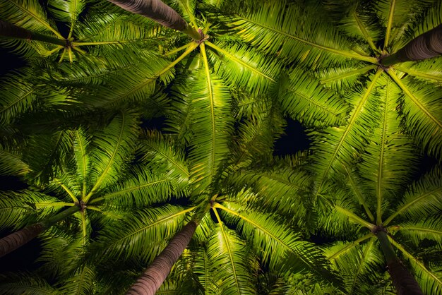 Backgound abstrata de folhas de palmeira luz de ângulo baixo iluminada na noite