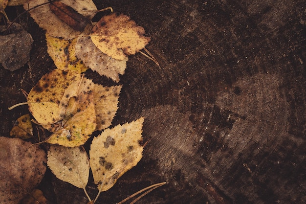 Backround Bild der gefallenen Herbstblätter