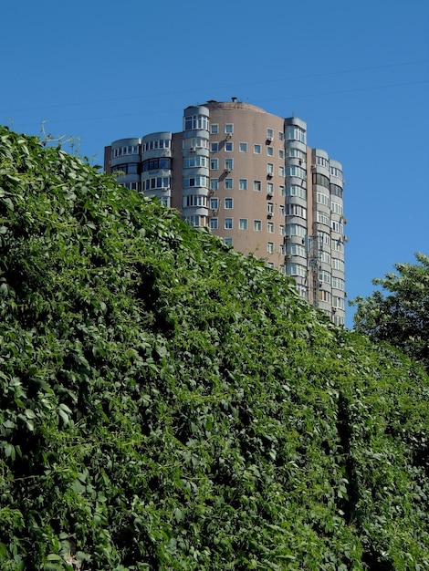 Backstein-Wolkenkratzer hinter lebender Hecke