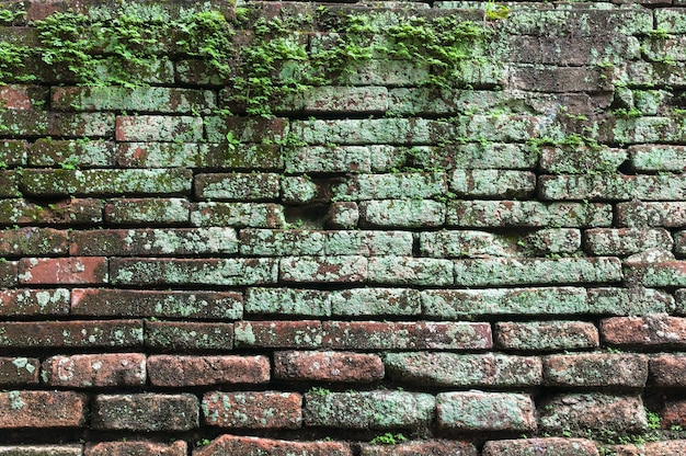 Backsteinmauer mit Moos, das daraus wächst Moos auf alter Backsteinmauer Viel Moos alte Backsteinmauer