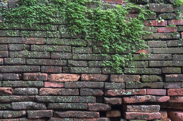 Backsteinmauer mit Moos, das daraus wächst Moos auf alter Backsteinmauer Viel Moos alte Backsteinmauer
