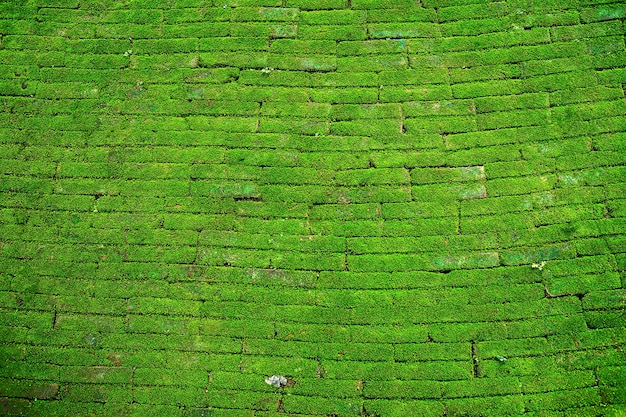 Backsteinmauerbeschaffenheit der alten Steinwand bedeckte grünes Moos