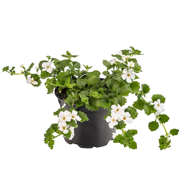 Bacopa monnieri en maceta