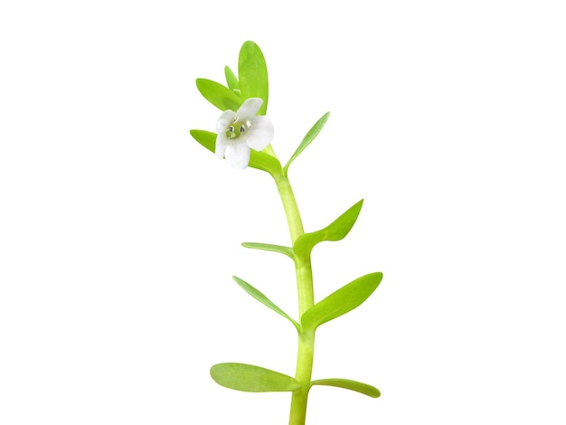 Bacopa monnieri o hisopo de agua es una hierba perenne que se arrastra y se utiliza en el tratamiento de varias enfermedades