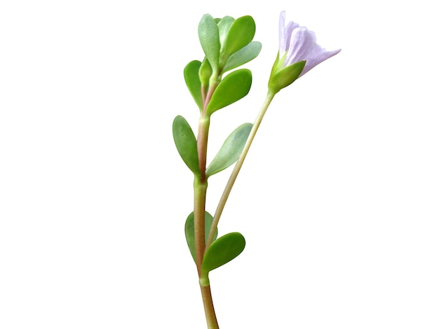 Foto bacopa monnieri ou hisopo d'água é uma erva perene rastejante e usada no tratamento de várias doenças