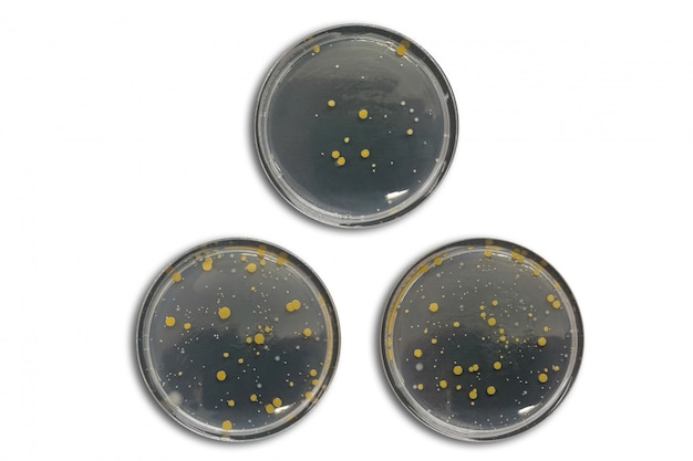 Bacterias en una placa de agar aislada del aire