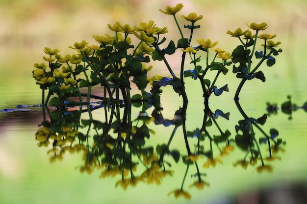 Badeanzug wilde gelbe Blumen, Natursommerfeld mit Blumen abstrakter schöner Hintergrund Naturtoning