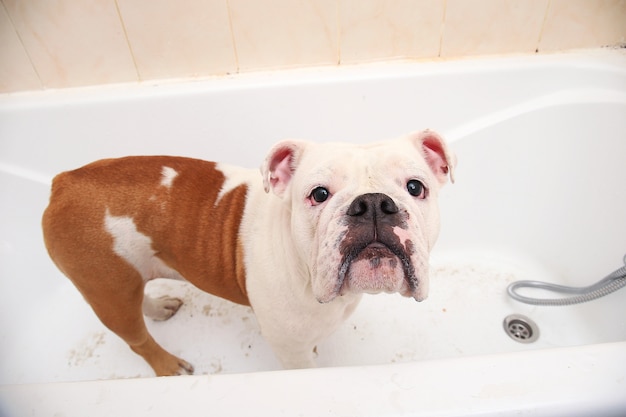 Baden der englischen Bulldogge. Hund, der ein Schaumbad nimmt