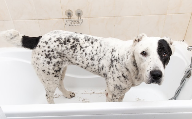 Baden des zentralasiatischen Schäferhundes. Hund, der ein Schaumbad nimmt. Alabai Pflegehund.