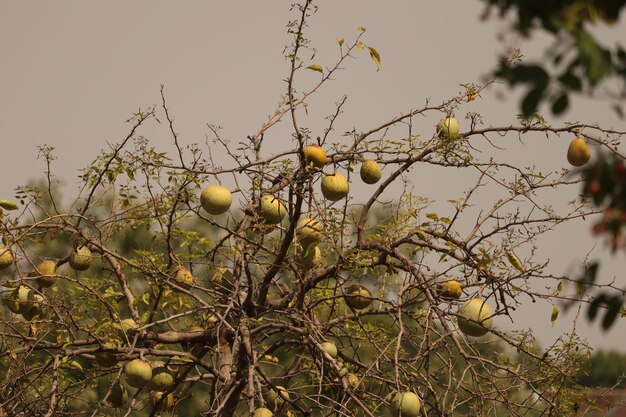 Bael árvore frutífera com frutas