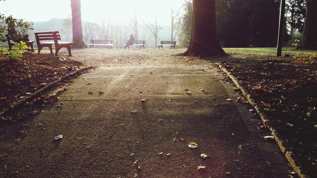 Foto bänke im park im herbst