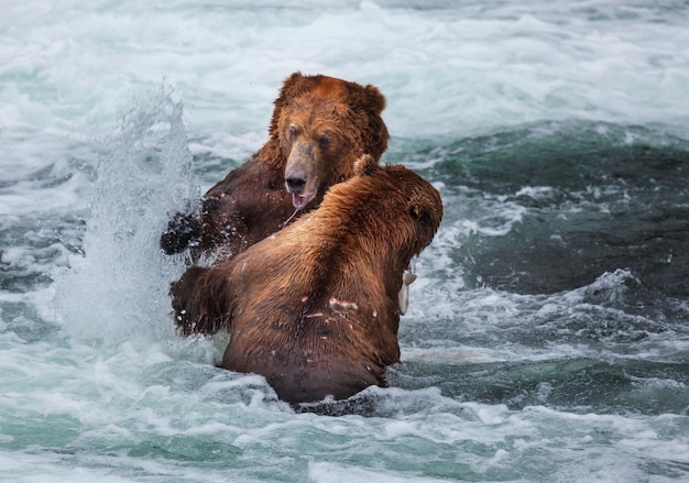 Foto bär auf alaska