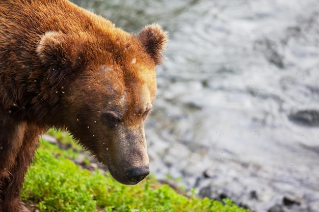 Bär auf Alaska