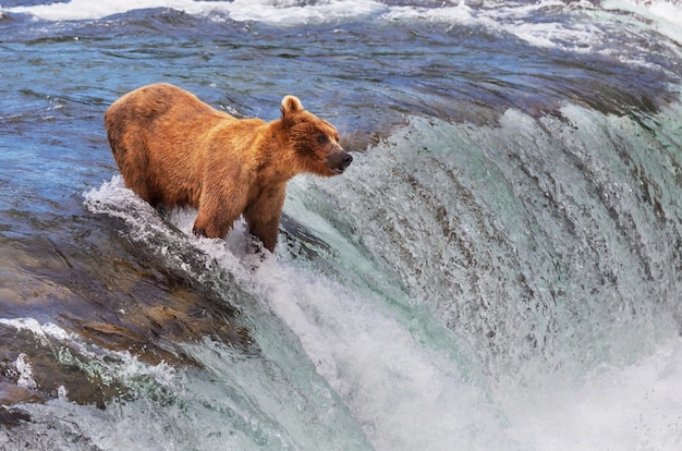 Bär auf Alaska