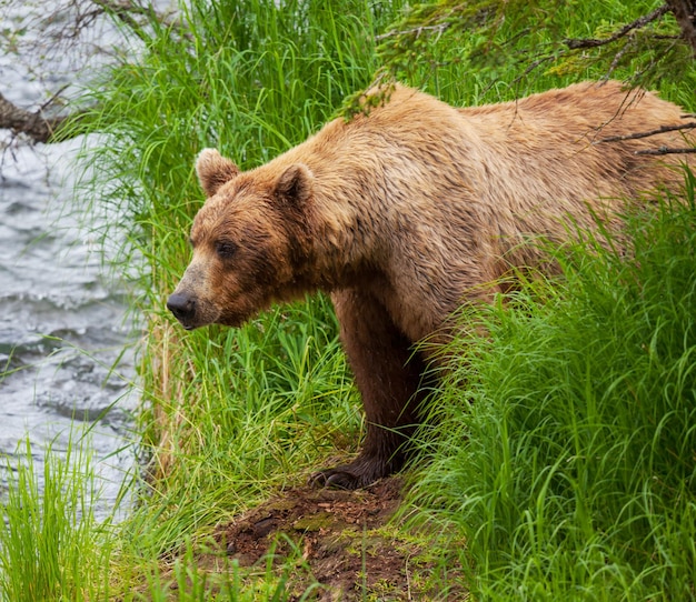 Bär auf Alaska