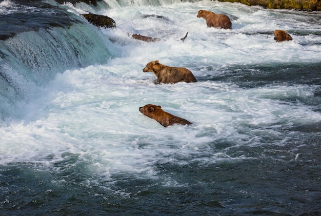 Bär auf Alaska