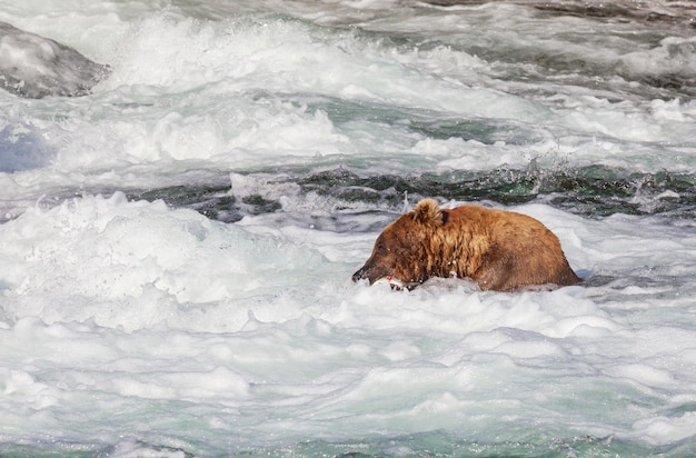 Bär auf Alaska