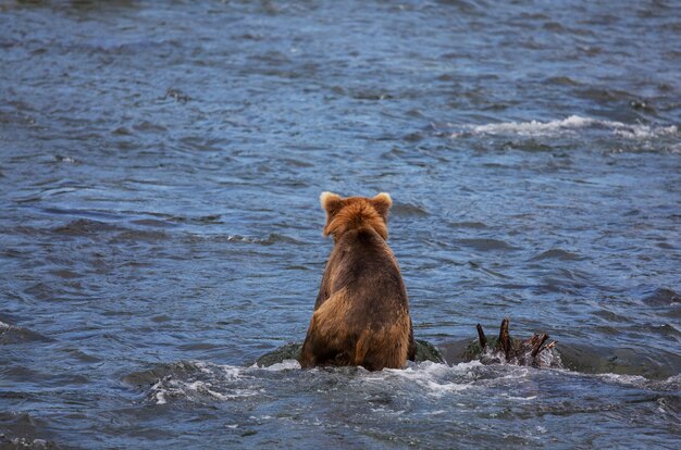 Bär auf Alaska