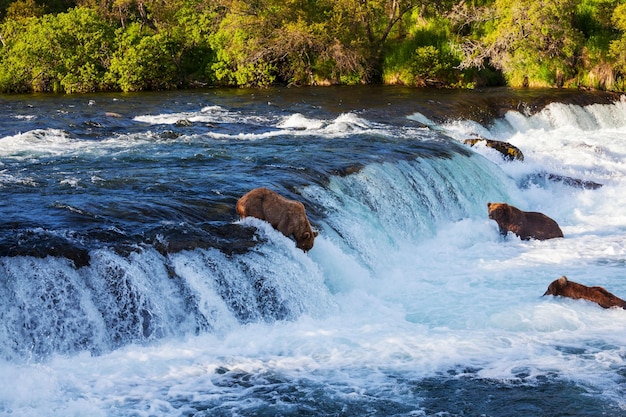 Bär auf Alaska