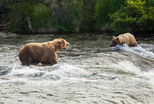 Bär auf Alaska