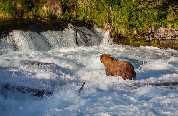 Bär auf Alaska