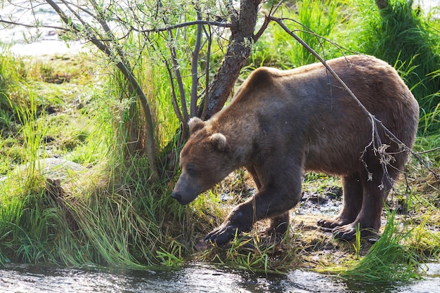 Bär auf Alaska