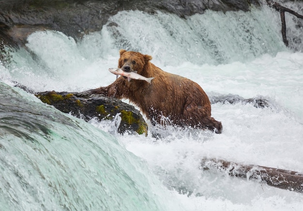 Bär auf Alaska