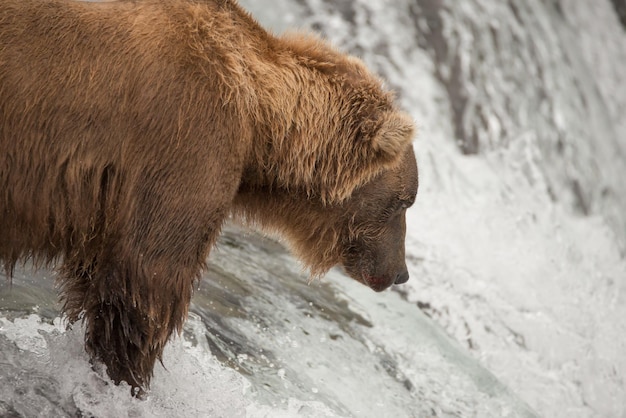 Bär, der gegen den Wasserfall wegblickt