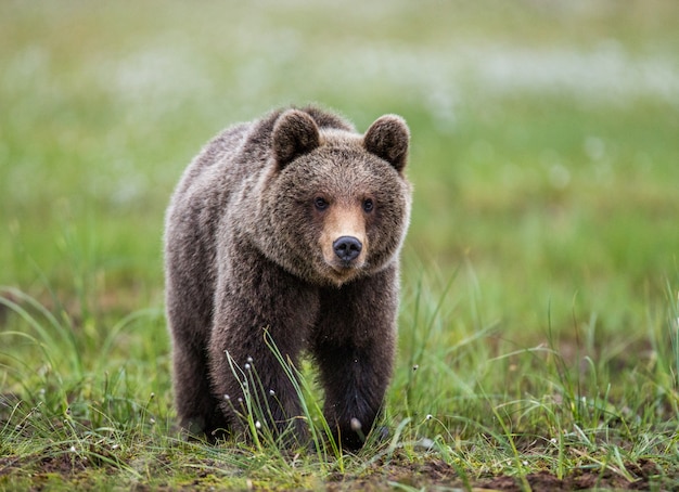 Bär geht direkt zum Fotografen