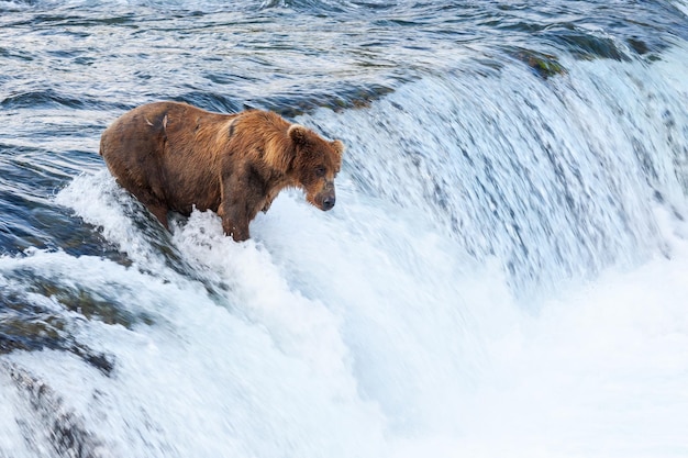 Bär im Wasser