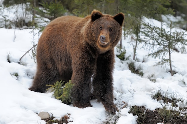 Bär im Winterwald