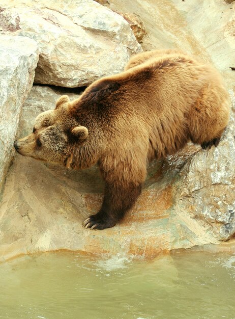 Bär im Zoo